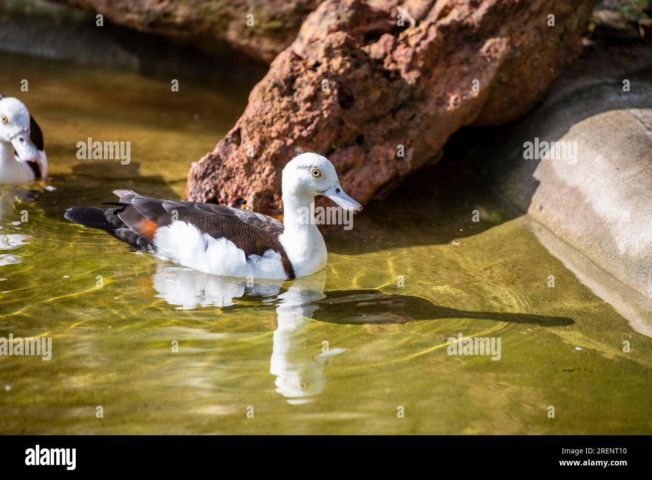 Il Radjah shelduck è una specie di shelduck diffusa principalmente in nuova Guinea e Australia. Sia il maschio che la femmina sono per lo più bianchi, con punte delle ali scure Foto Stock