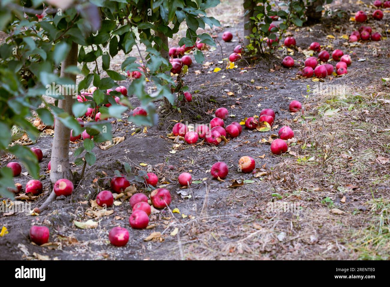 I frutti troppo maturi che sono caduti a terra non sono considerati in condizioni. Saranno per l'elaborazione. Frutti maturi di mele rosse sul gr Foto Stock