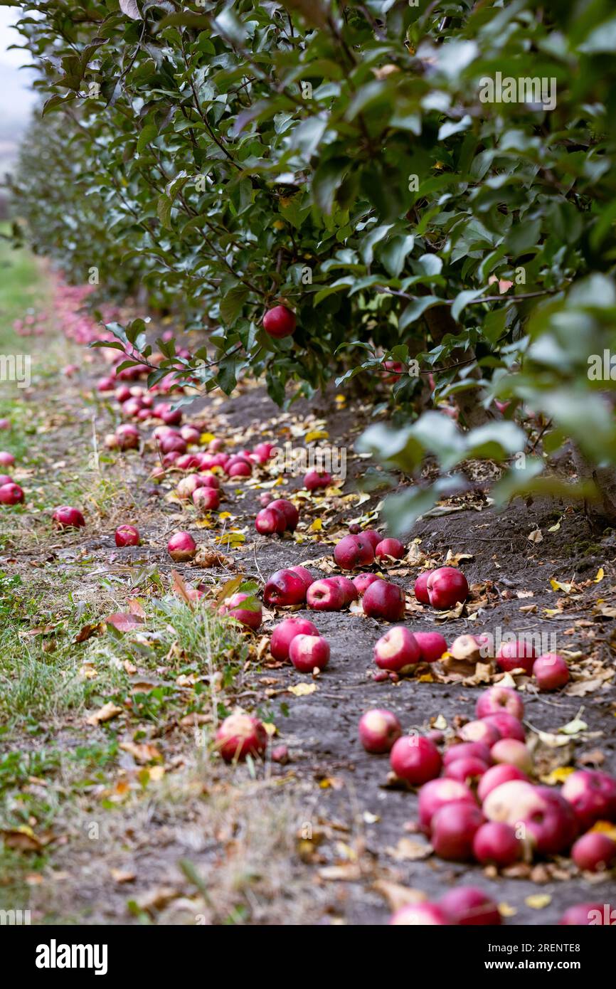 I frutti troppo maturi che sono caduti a terra non sono considerati in condizioni. Saranno per l'elaborazione. Frutti maturi di mele rosse sul gr Foto Stock