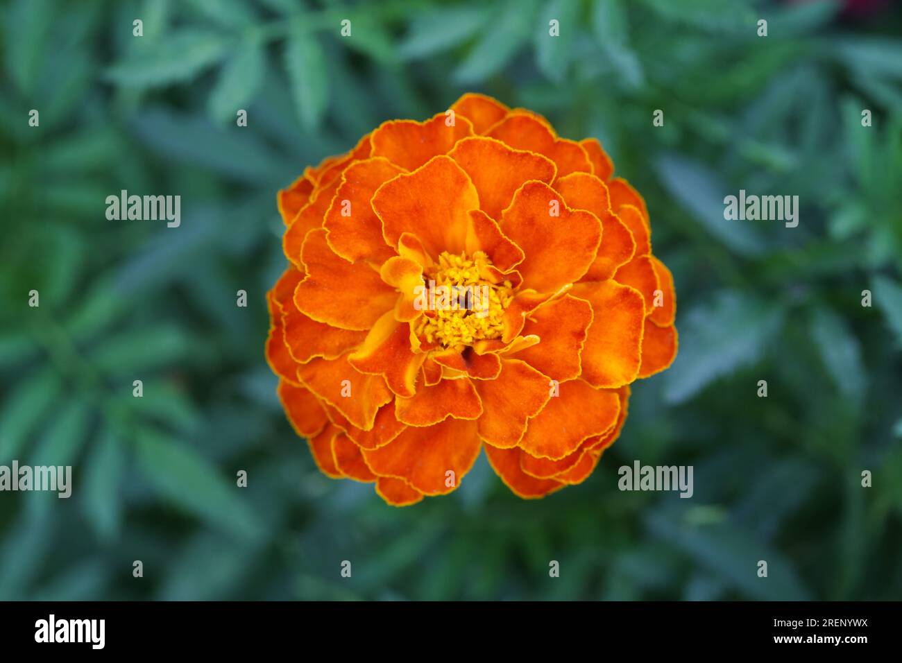 Fiore di calendula d'arancia francese (Tagetes) in piena fioritura Foto Stock