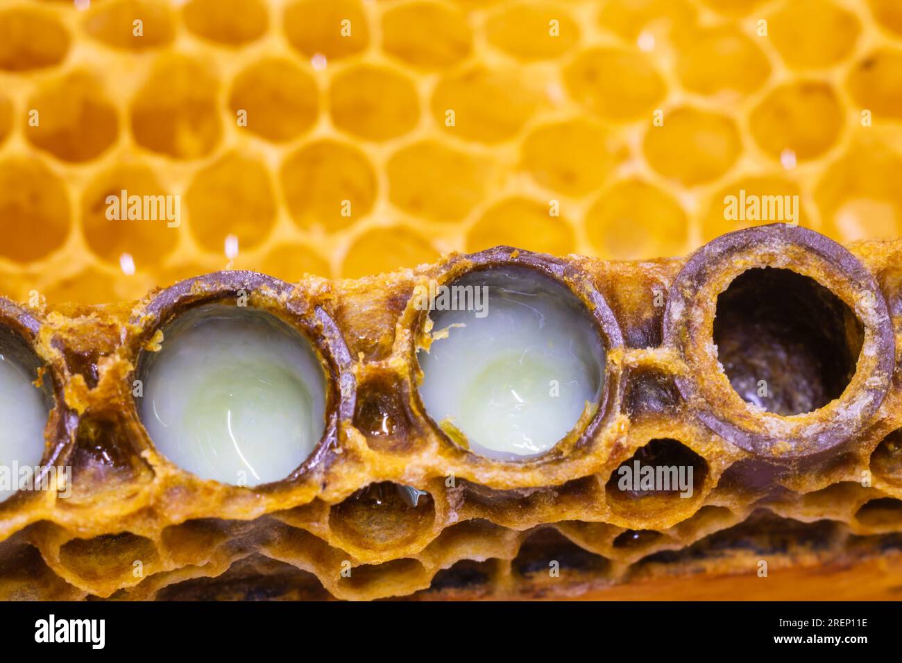Foto di sfondo per la produzione di gelatina biologica Royal. Gelatine reali nelle cellule della regina delle api a fuoco. Foto Stock