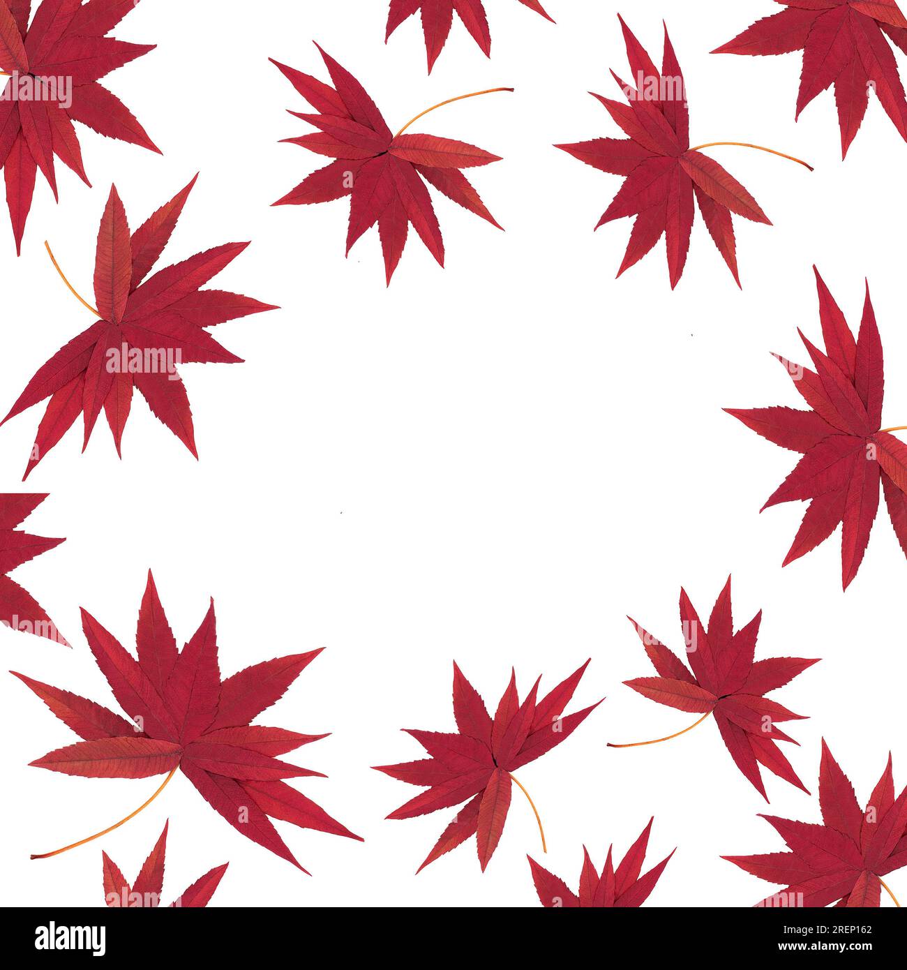 Il sumac rosso che cade in autunno lascia il disegno della natura su sfondo bianco. Composizione di colori autunnali astratti e vivaci. Foto Stock