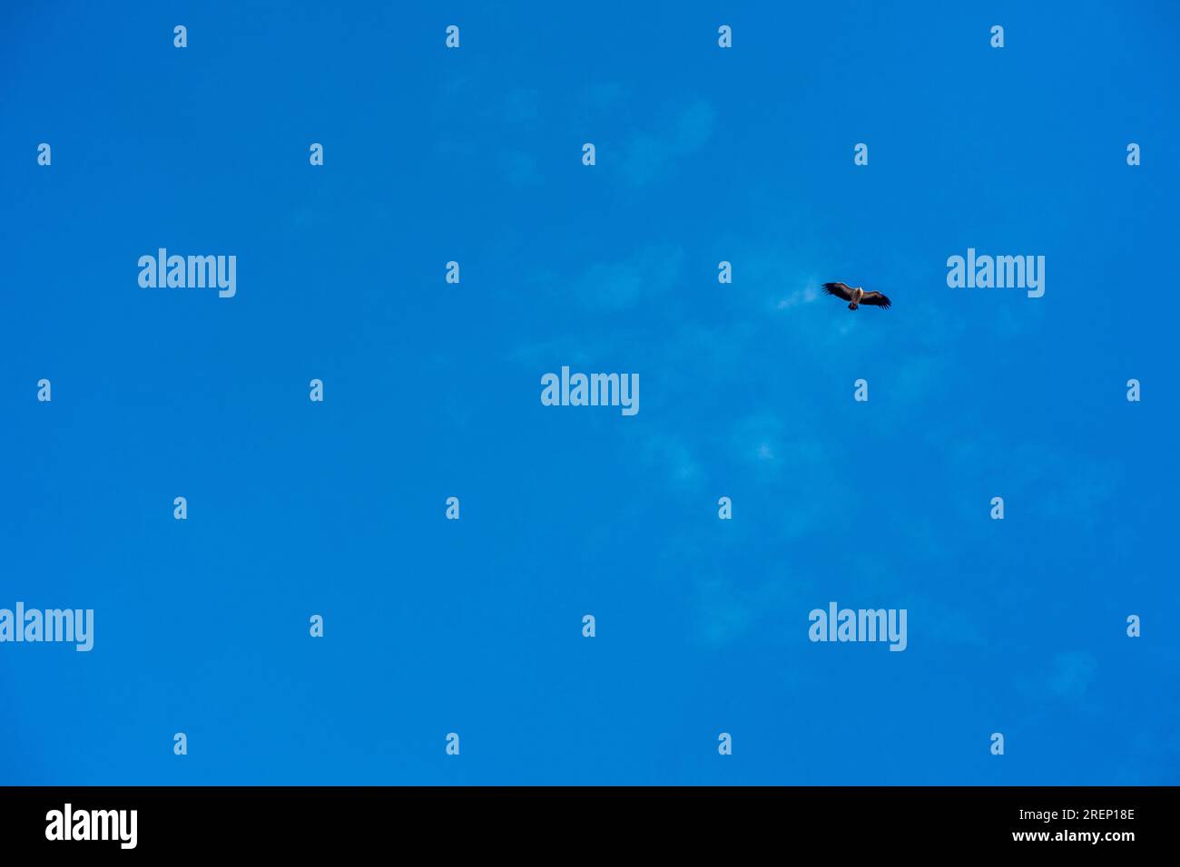 L'avvoltoio himalayano o l'avvoltoio griffone himalayano (Gyps himalayensis) vola da solo in alto nel cielo blu. È un avvoltoio del Vecchio mondo nativo dell'Hi Foto Stock