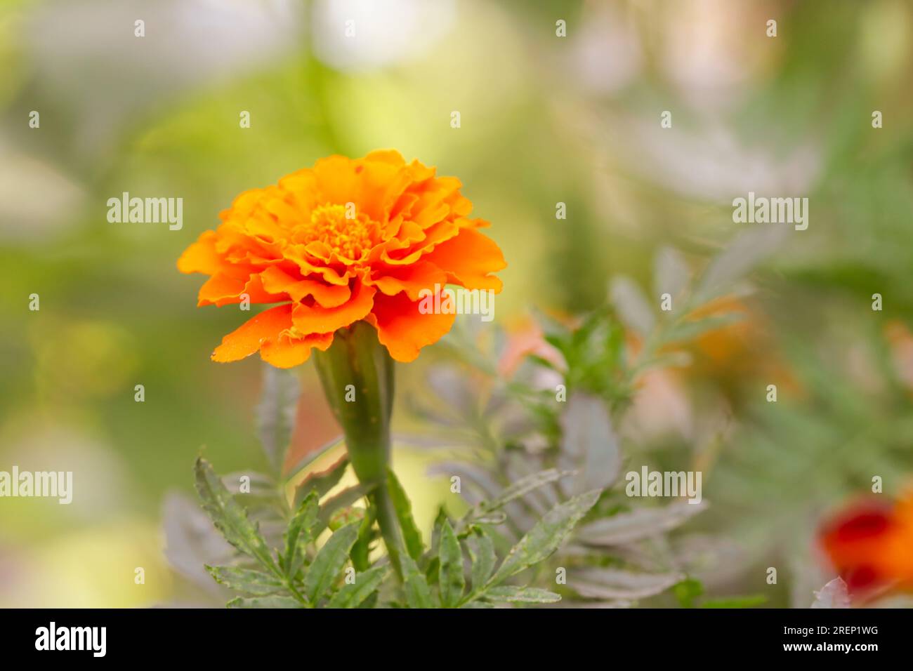 Fiore di calendula d'arancia francese (Tagetes) in piena fioritura Foto Stock