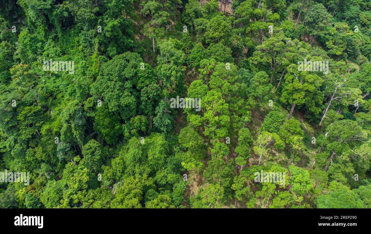Vista aerea della foresta pluviale tropicale, provincia di Aceh, Indonesia Foto Stock