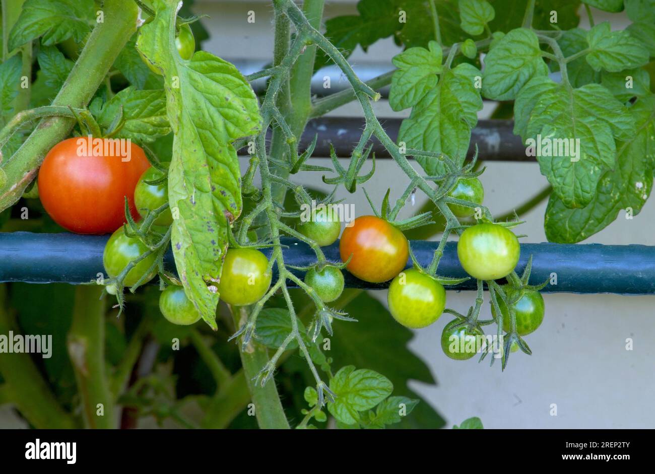 Heranwachsende Tomaten im eigenen Garten Foto Stock