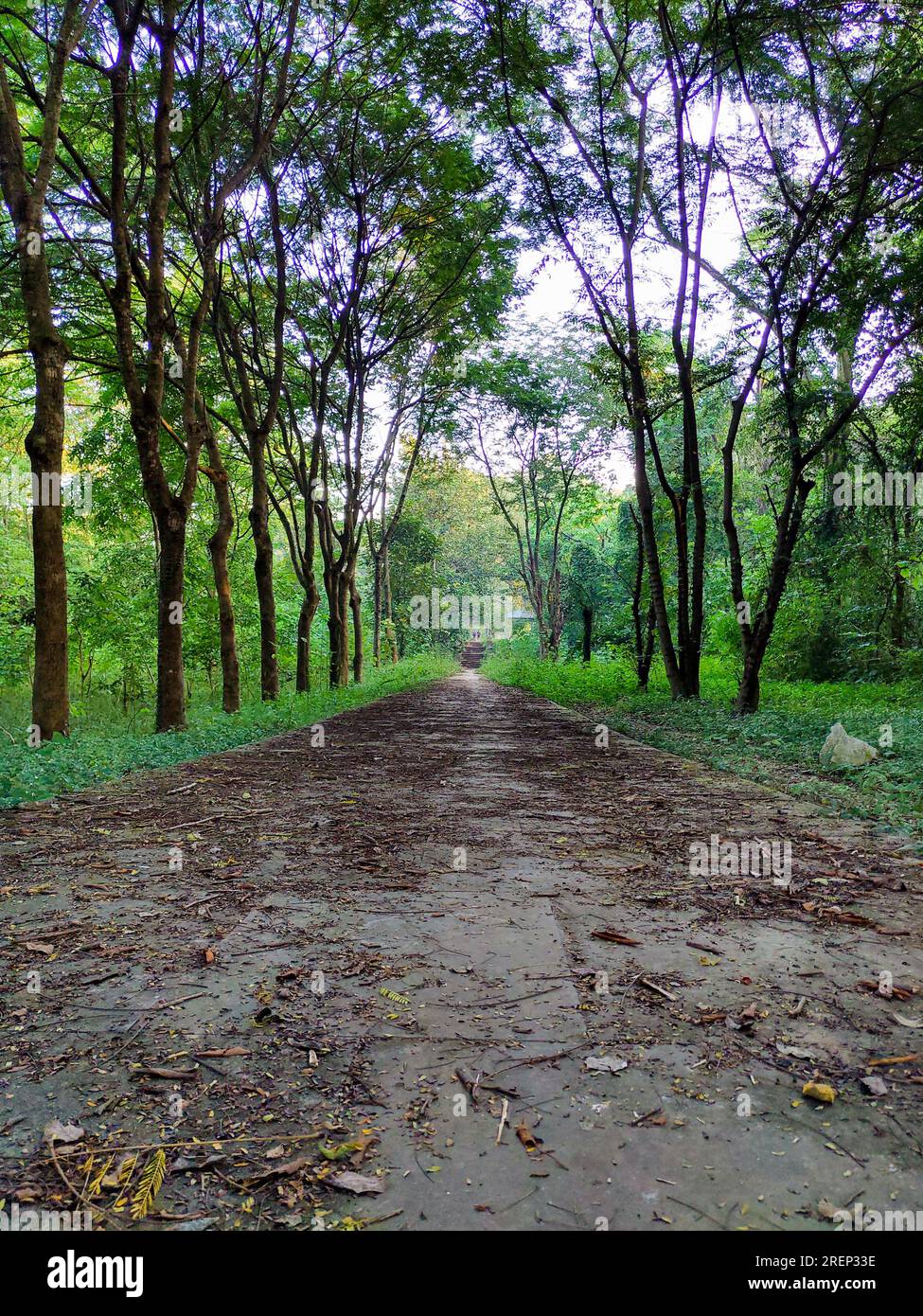 Vista dal piano terra di un viale alberato a piedi in un parco all'aperto, Dehradun City, India. Verde sereno Foto Stock