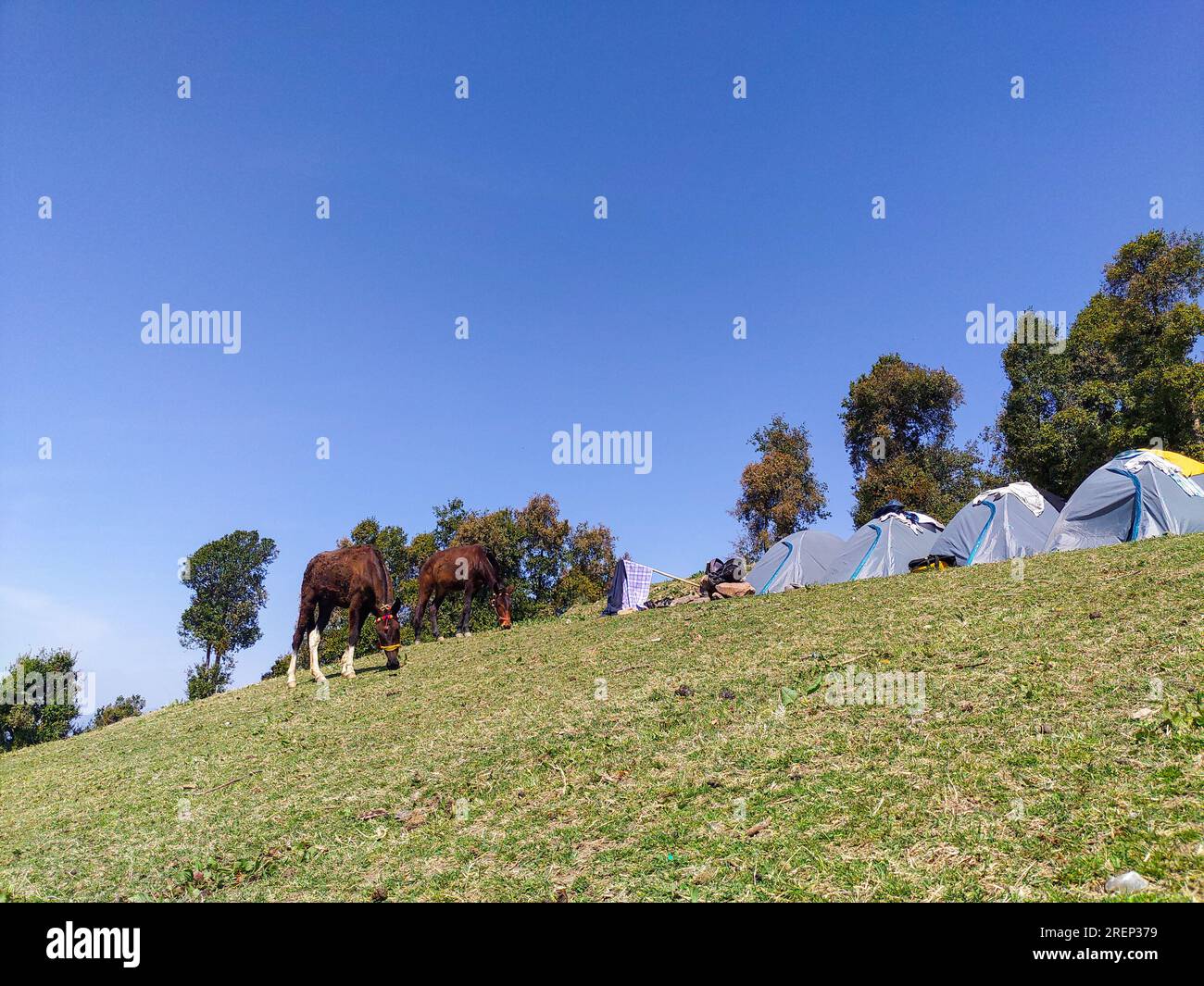 Equitazione su un pittoresco campeggio, con tende allineate su cieli blu e uno sfondo di alberi. NAG Tibba, Uttarakhand, India. Foto Stock