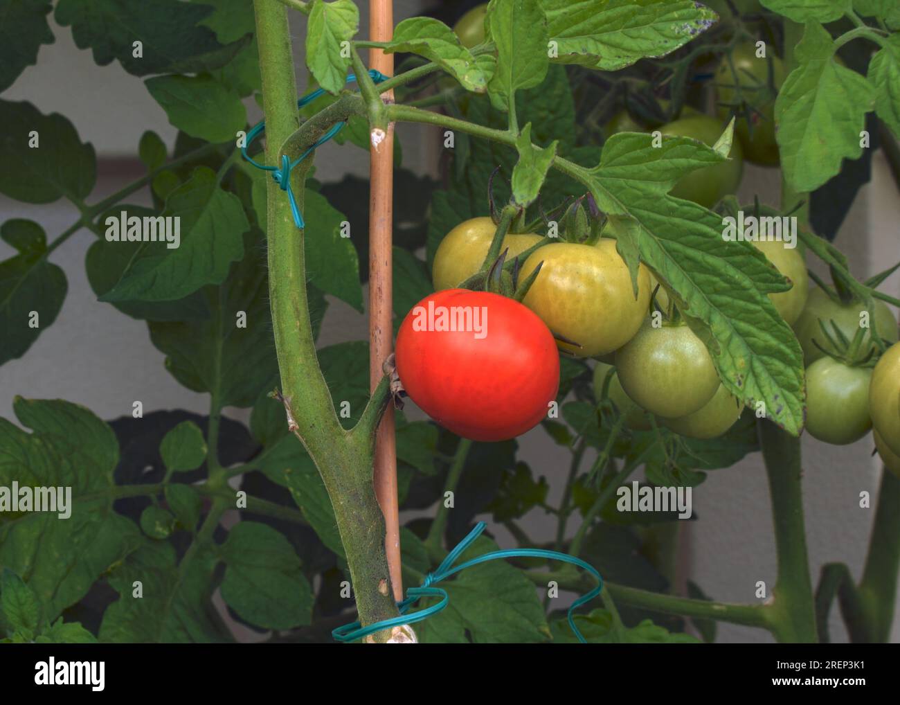 Heranwachsende Tomaten im eigenen Garten Foto Stock
