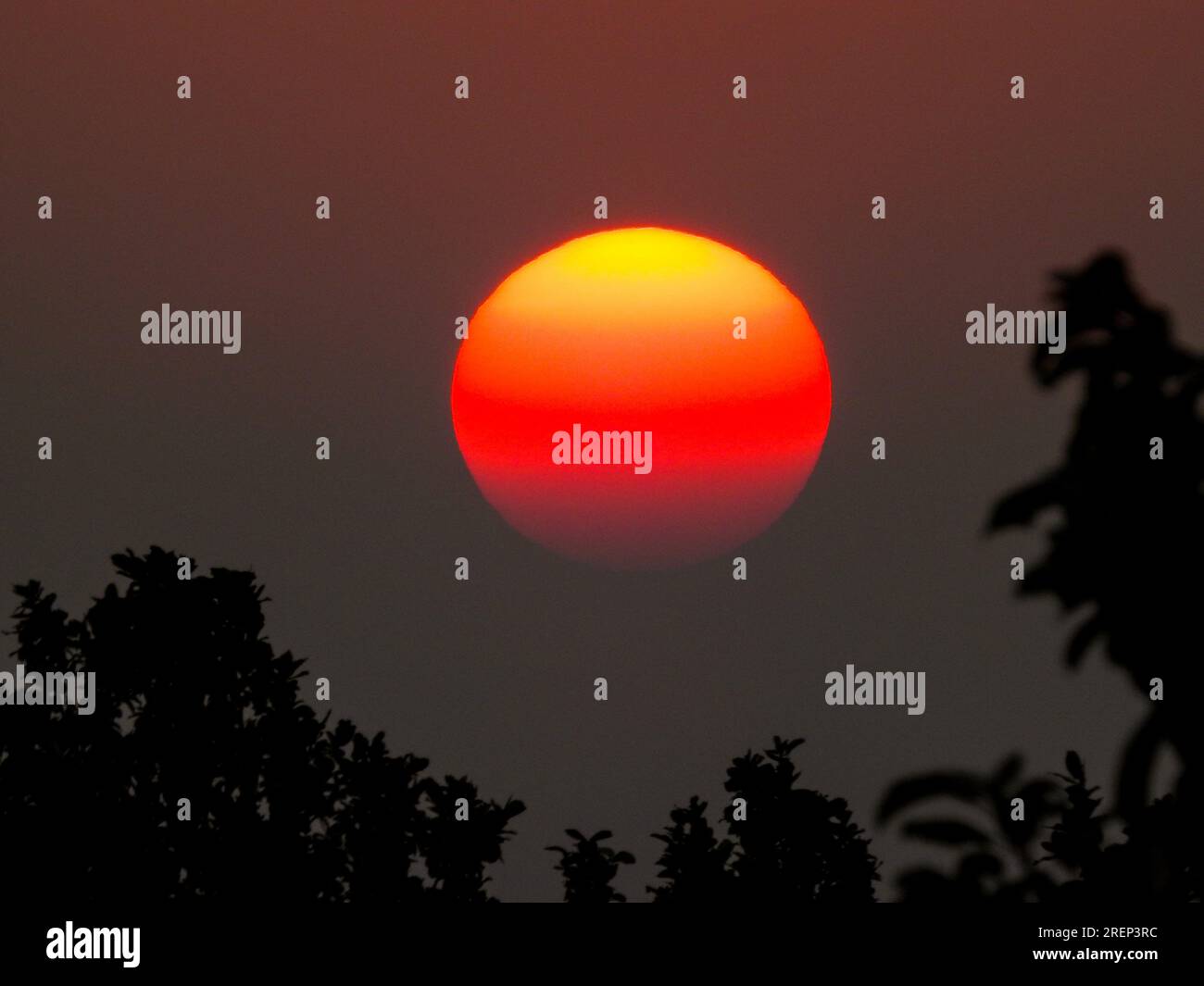 Spettacolare sole rotondo al crepuscolo filtrando attraverso le foglie degli alberi a Uttarakhand, India. Splendida vista sulla natura. Foto Stock