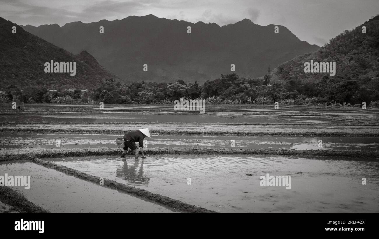 Un agricoltore minoritario etnico tailandese bianco lavora per preparare una risaia da piantare a mai Chau, negli altopiani del Vietnam settentrionale. Foto Stock