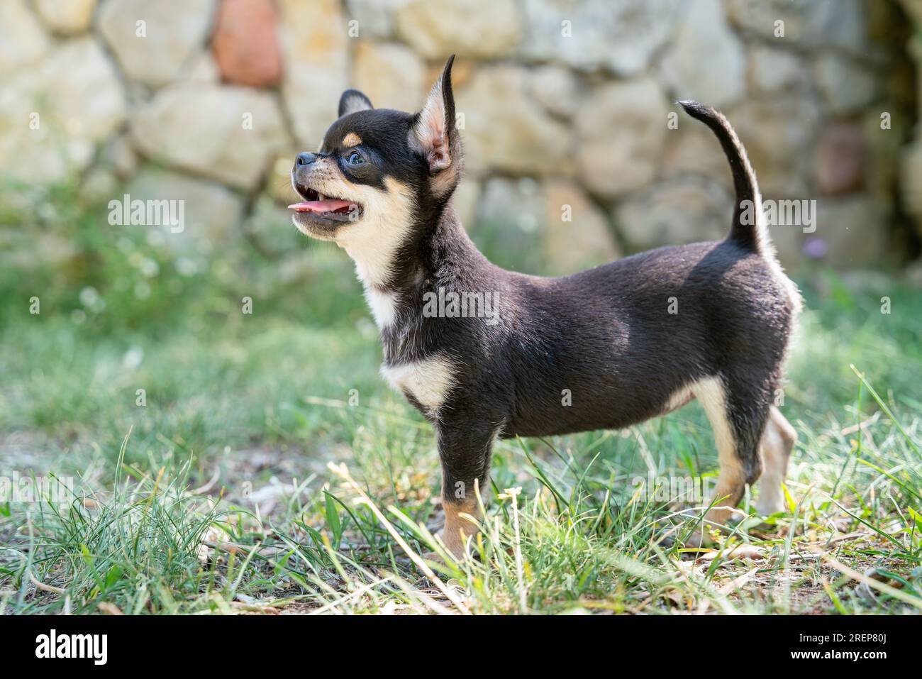 Carino cucciolo di chihuahua di razza pura sull'erba Foto Stock