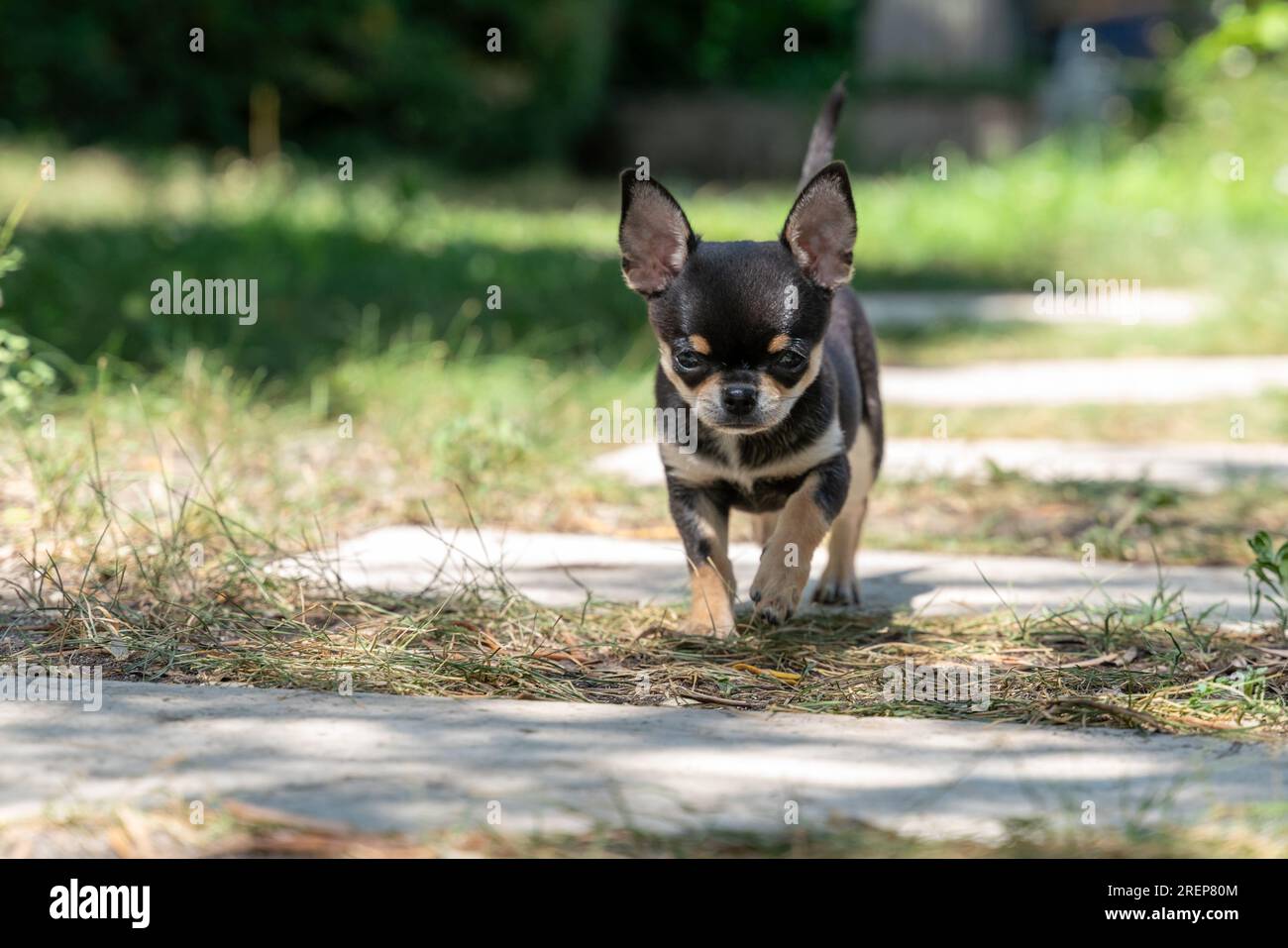Cucciolo marrone e nero del Chihuahua che cammina Foto Stock