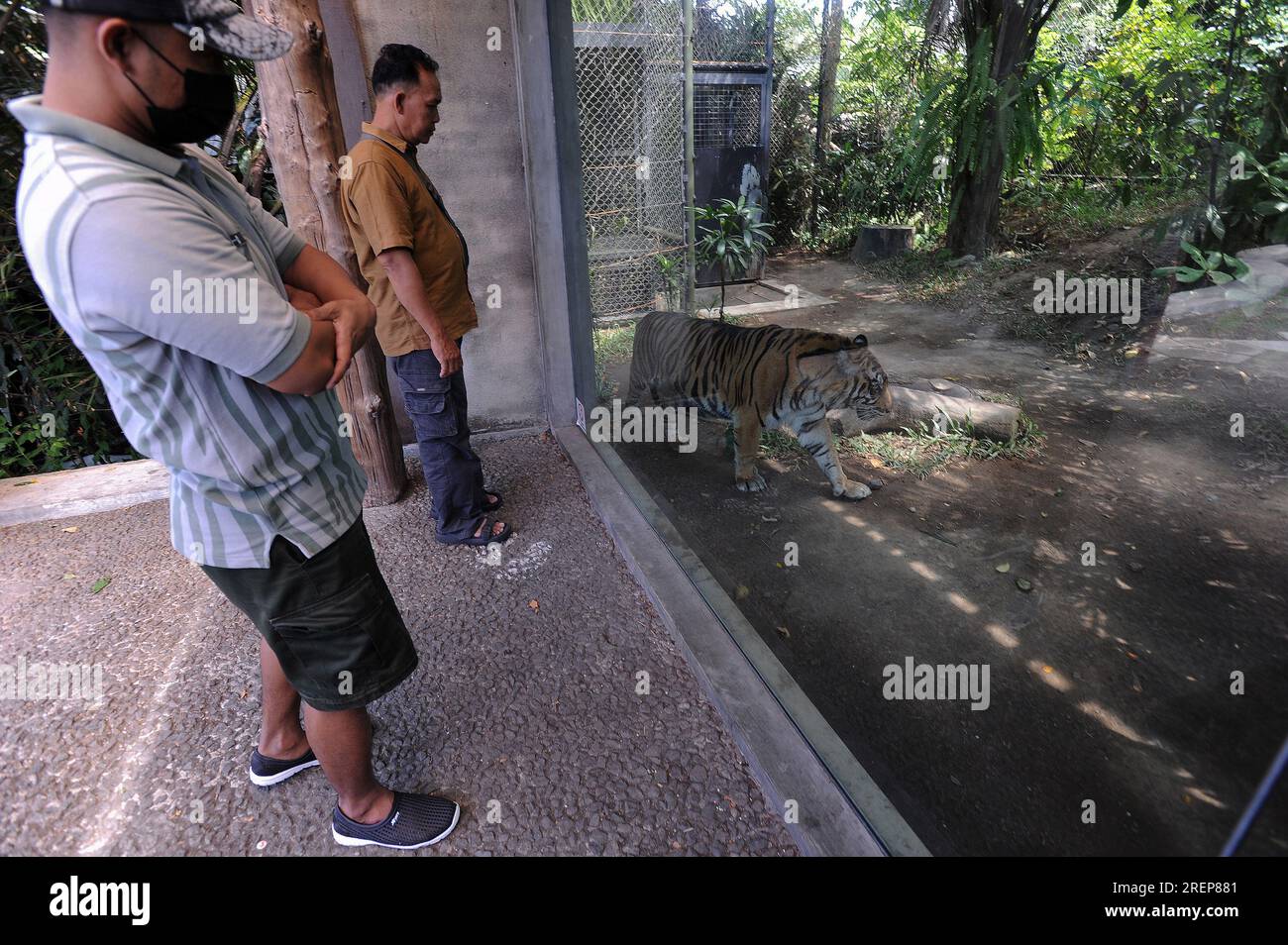 28 luglio 2023, yogyakarta, yogyakarta, Indonesia: I visitatori guardano da vicino la tigre di Sumatra (Panthera tigris sumatrae) di nome Lili che ha 19 anni allo zoo di Gembira Loka, Yogyakarta, il 28 luglio 2023. La presenza di Lili allo zoo Gembira Loka è stata un dono dei residenti che l'hanno tenuta perché la tigre è un animale protetto. La tigre di Sumatra, che ha le dimensioni più piccole rispetto ad altre sottospecie di tigre, ha il colore più scuro con motivi neri larghi e distanziati strettamente tra loro. Le tigri maschi adulti di Sumatra hanno una lunghezza media dalla testa ai piedi, o circa 250 cm, pesano circa 140 k Foto Stock