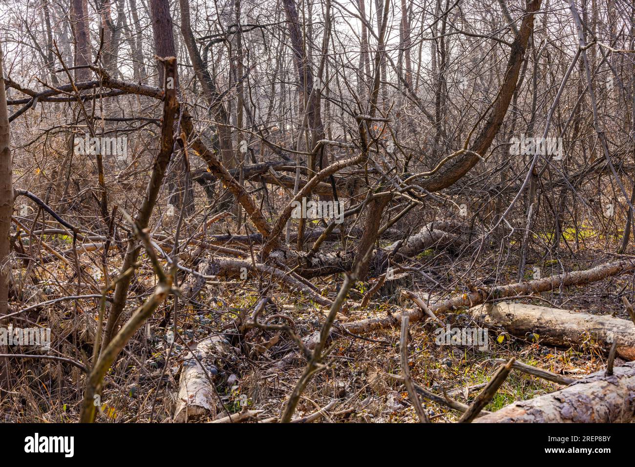 Gravi danni agli alberi nella foresta tedesca a causa di tempeste, calore, siccità e cambiamenti climatici Foto Stock