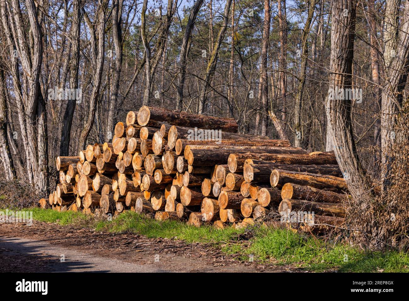 Una pila di tronchi d'albero abbattuti al sole dopo la tempesta e la siccità nella foresta tedesca danneggiata Foto Stock