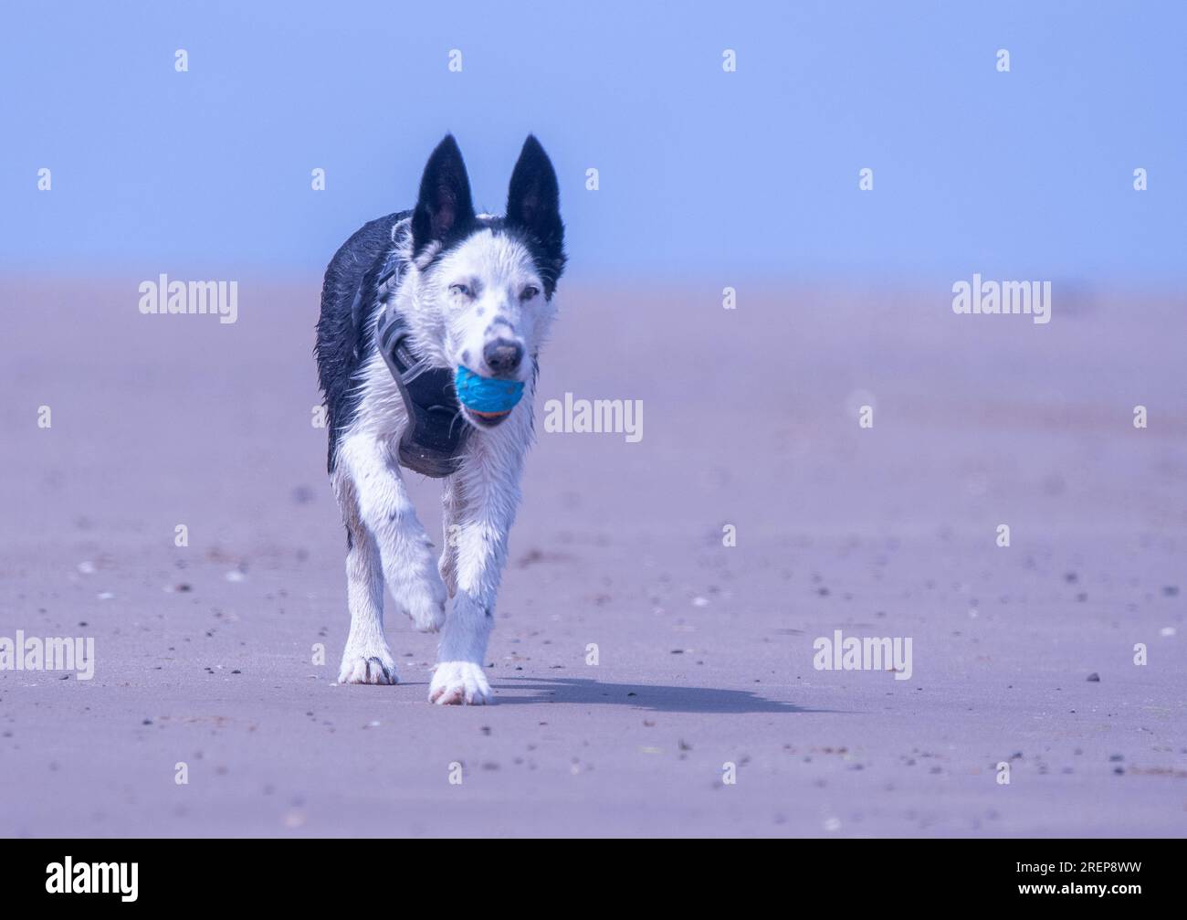 Un cucciolo di Border Collie sulla spiaggia Foto Stock