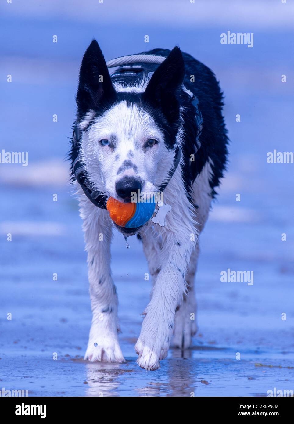 Un cucciolo di Border Collie sulla spiaggia Foto Stock