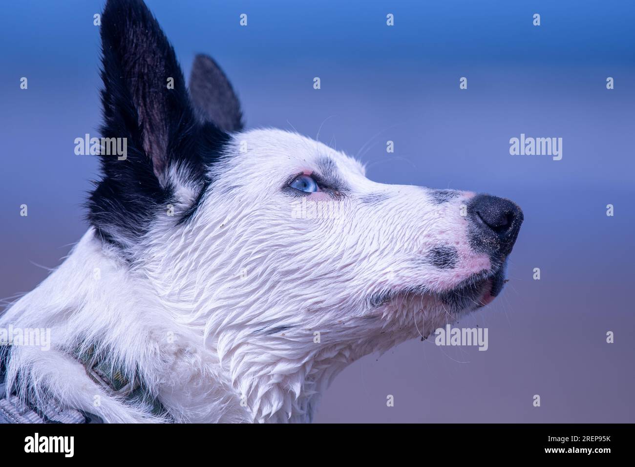 Un cucciolo di Border Collie sulla spiaggia Foto Stock