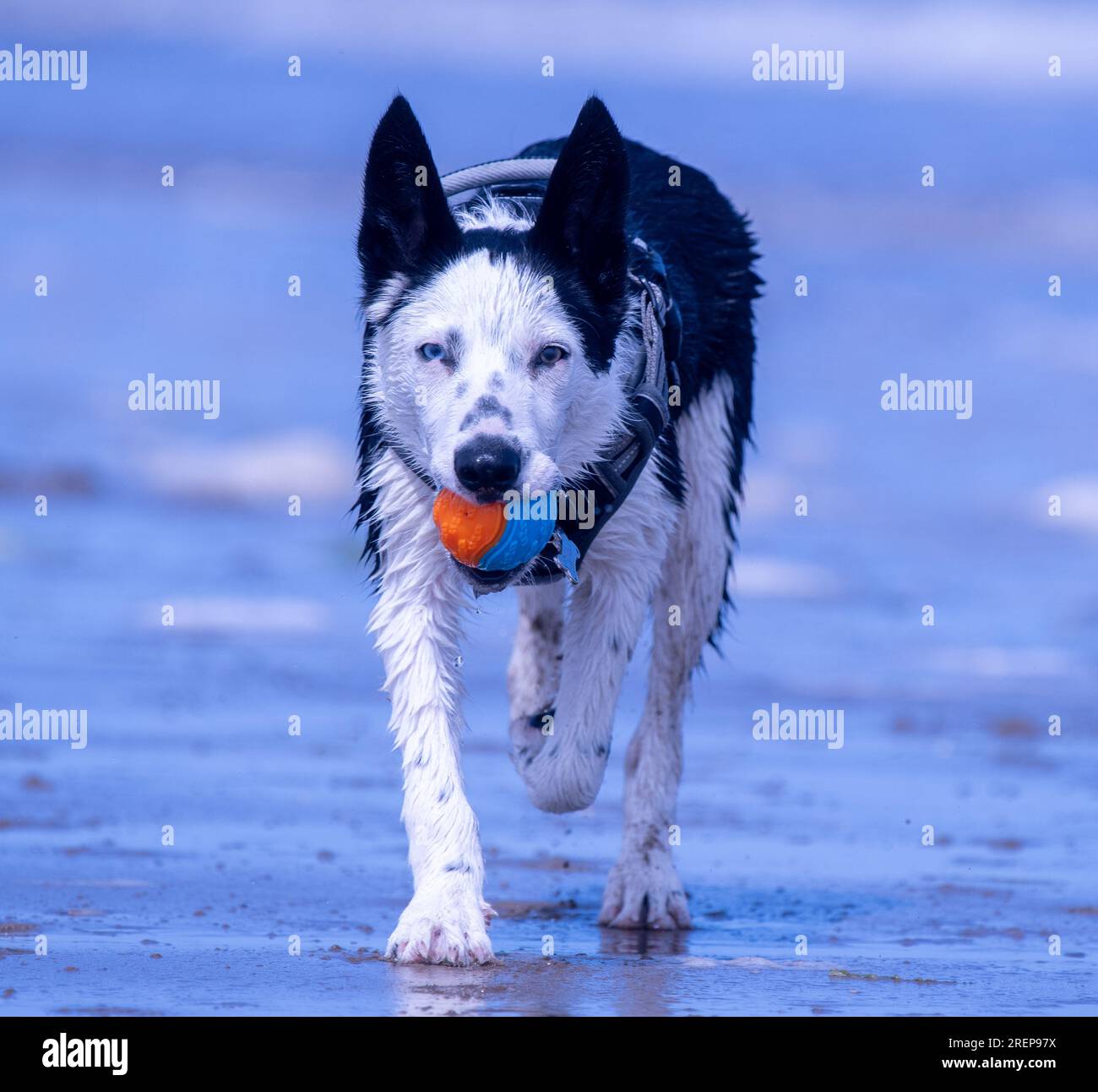 Un cucciolo di Border Collie sulla spiaggia Foto Stock