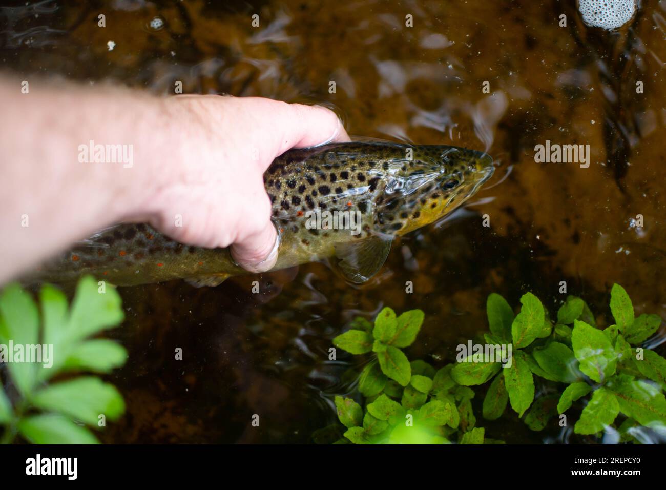 Trota tenuta in mano bella pesca d'acqua dolce, copia l'immagine dello spazio Foto Stock