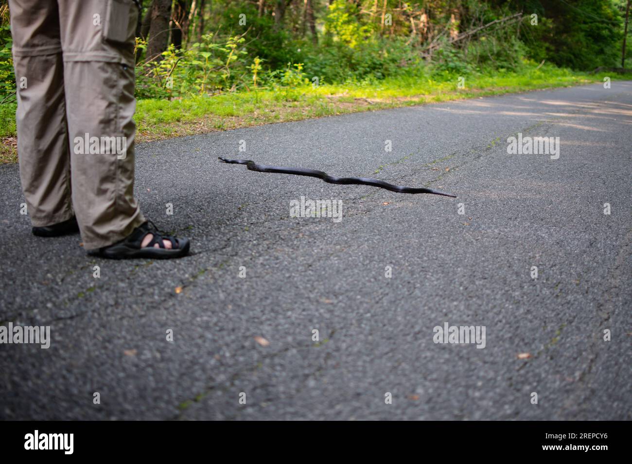 Spazio copia serpente selvatico messa a fuoco selettiva immagine primavera tempo, incontro con animali selvatici Foto Stock