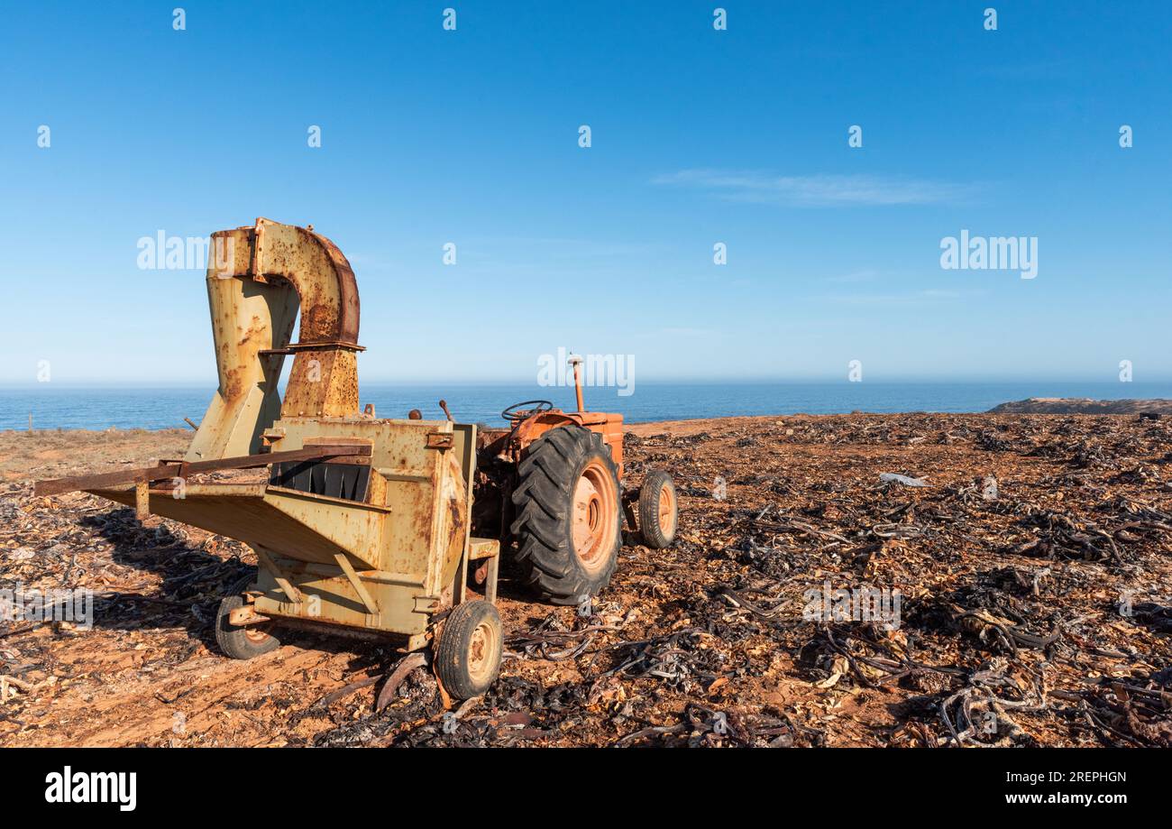 Trattore giallo con accessorio per martelli fresatori in un terreno agricolo Foto Stock