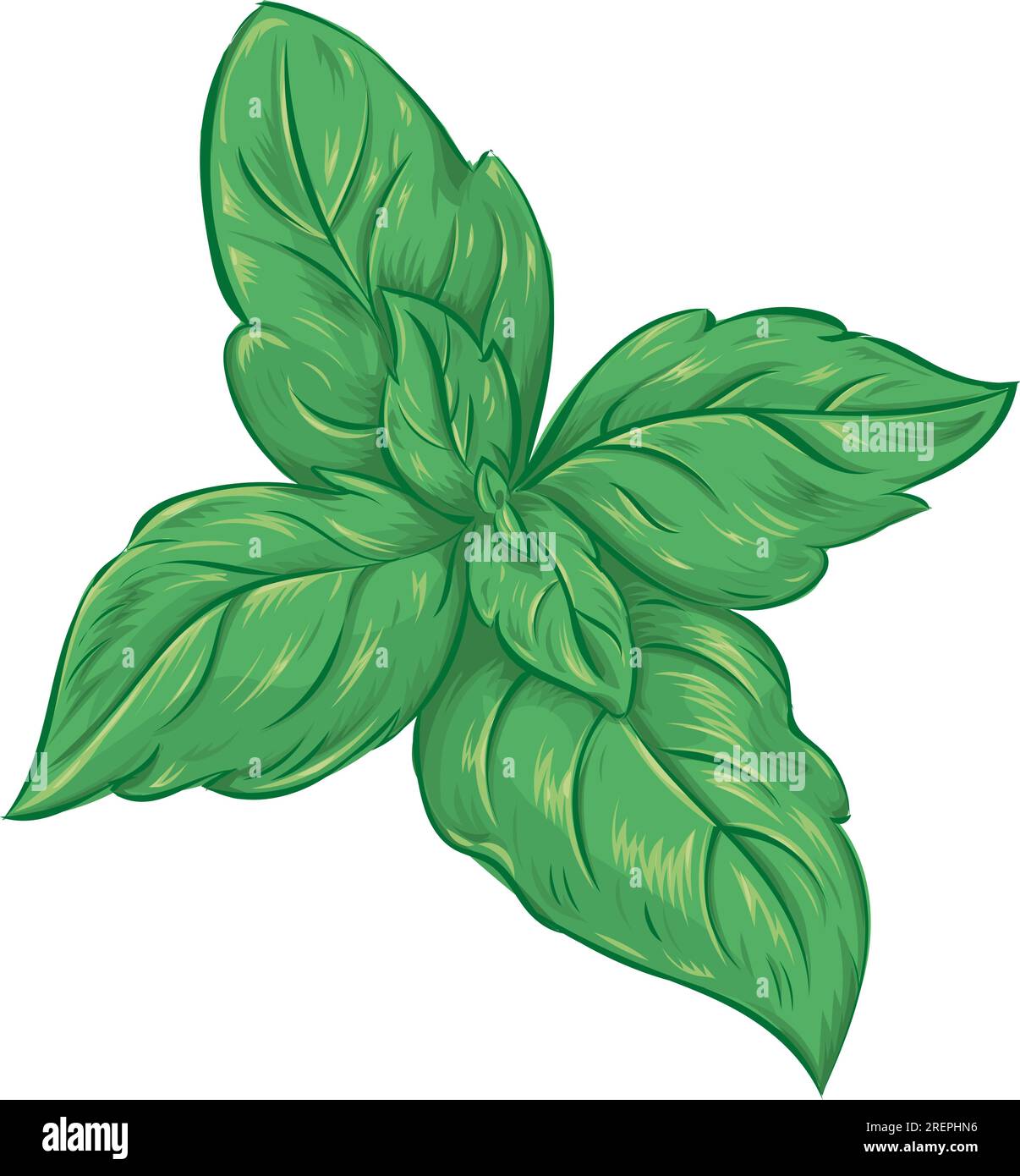 illustrazione realistica di basilico verde, illustrazione vettoriale Illustrazione Vettoriale