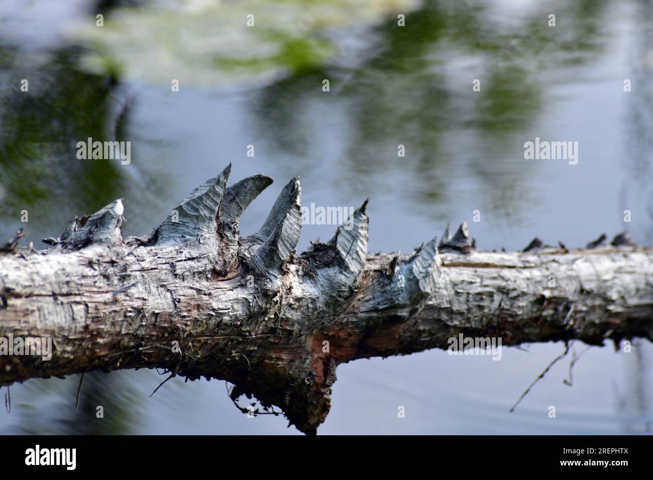 Foto ravvicinata del ramo con ramoscelli masticati. Segni di Beaver sull'albero. Foto Stock