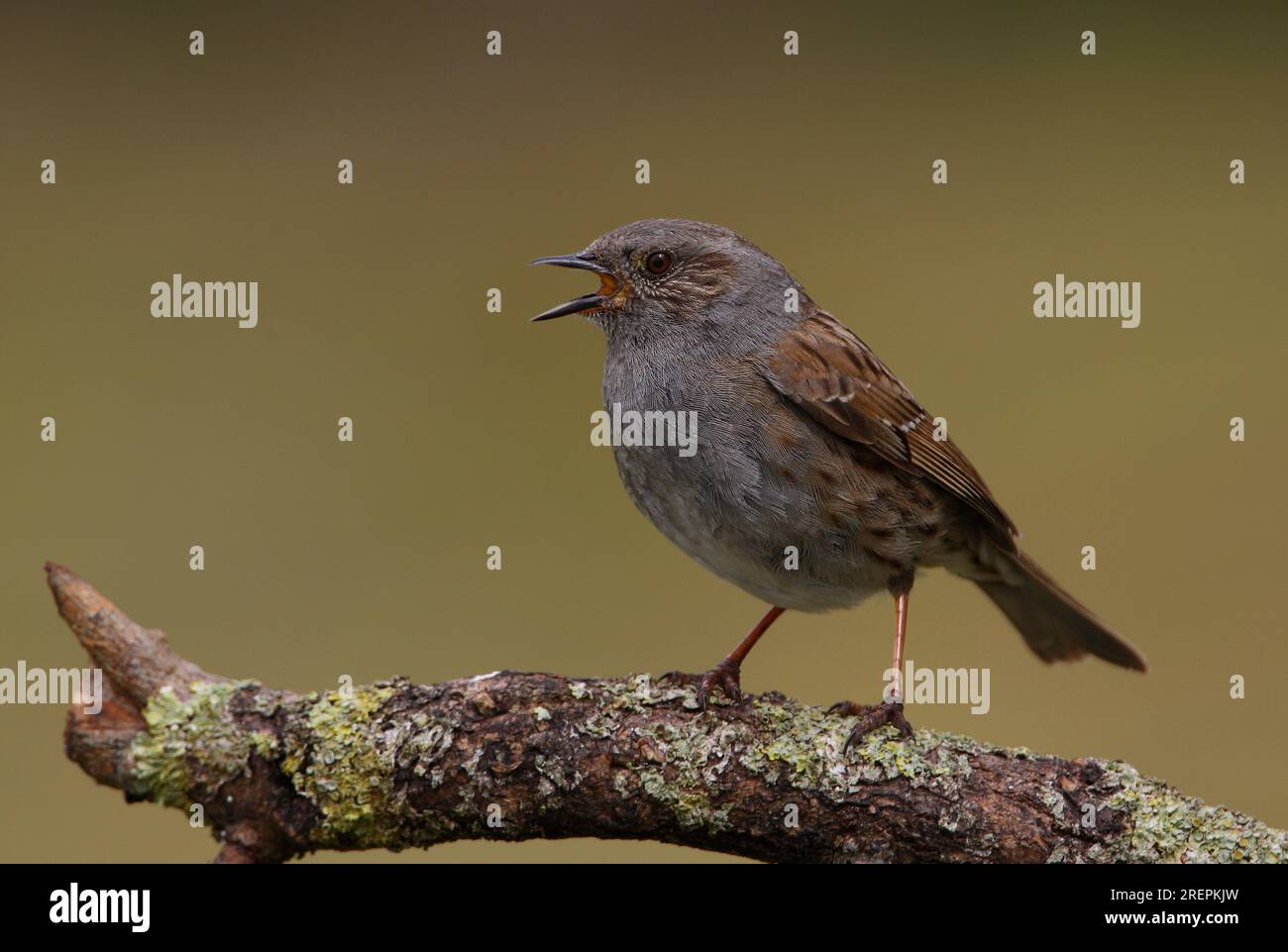 Adulto arroccato su un ramo coperto di lichene che canta Norfolk Aprile 2010 Foto Stock