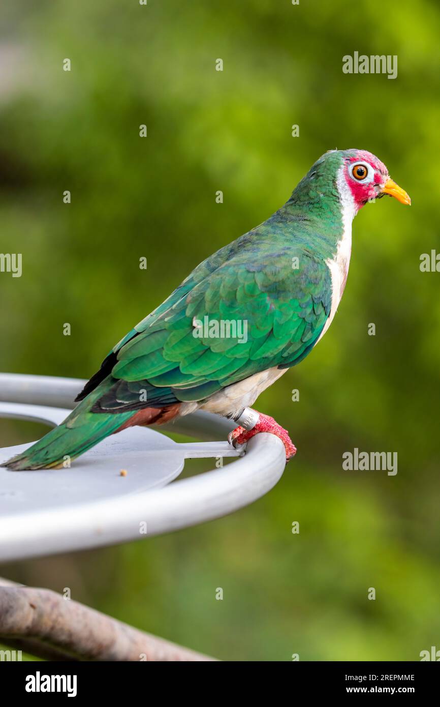 La colomba da frutto jambu (Ptilinopus jambu) è una colomba da frutto piccola e colorata, che abita le paludi di mangrovie e le foreste pluviali di pianura Foto Stock