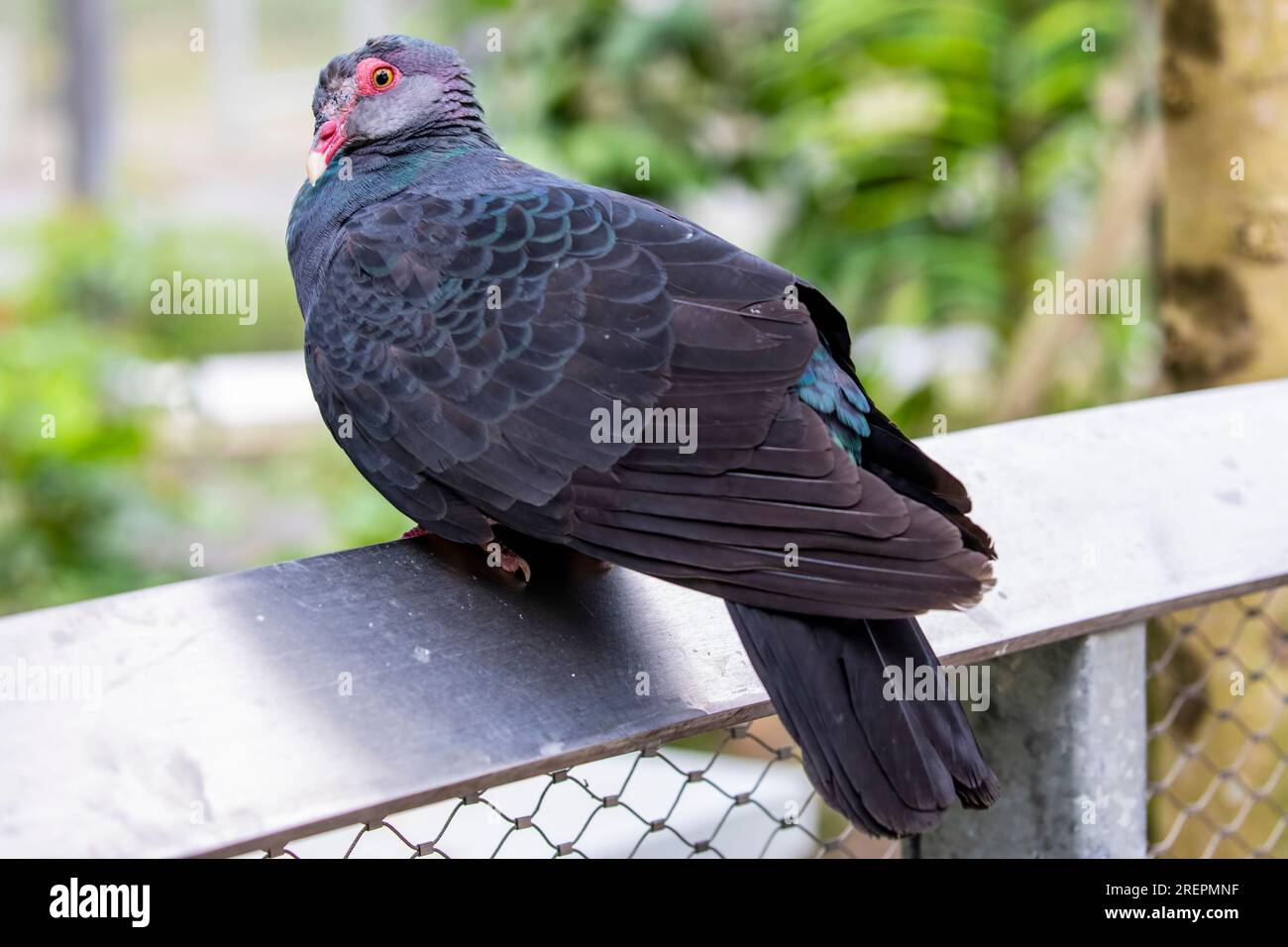 Il piccione metallico (Columba vitiensis) è un uccello di medie dimensioni, lungo fino a 37 cm, della famiglia Columbidae. Foto Stock