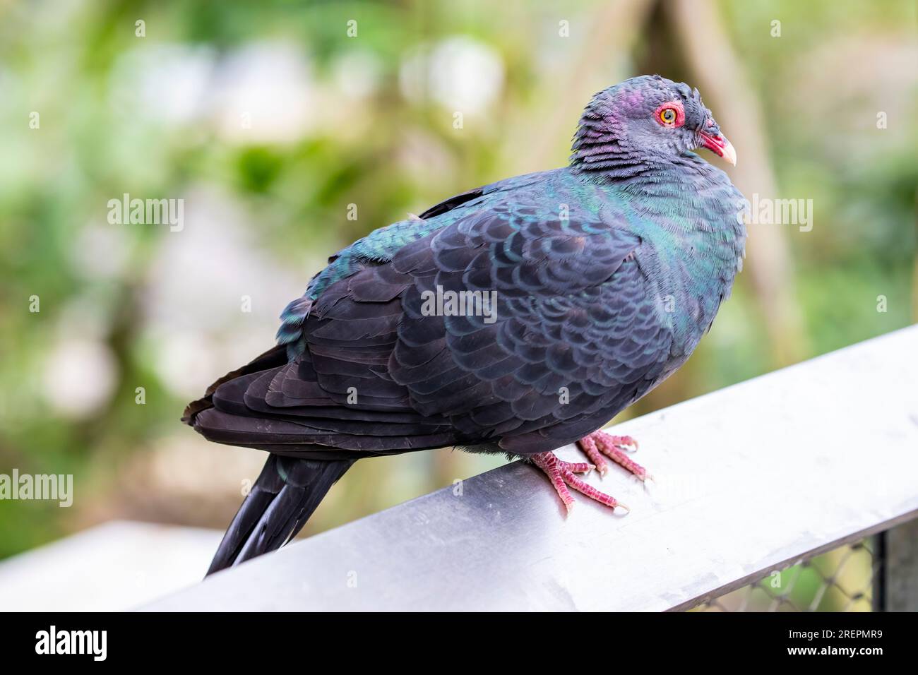 Il piccione metallico (Columba vitiensis) è un uccello di medie dimensioni, lungo fino a 37 cm, della famiglia Columbidae. Foto Stock