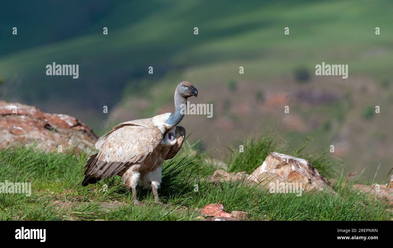 Cape Vulture a riposo nell'avvoltoio si nasconde al Giant's Castle Foto Stock