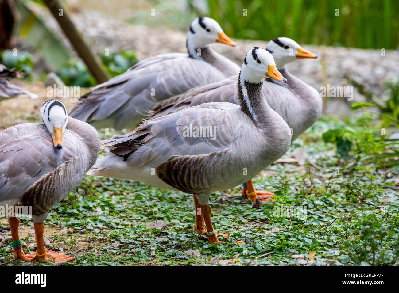 L'oca a testa di sbarra (Anser indicus) è un'oca che si riproduce in Asia centrale in colonie di migliaia vicino a laghi di montagna e inverni in Asia meridionale Foto Stock