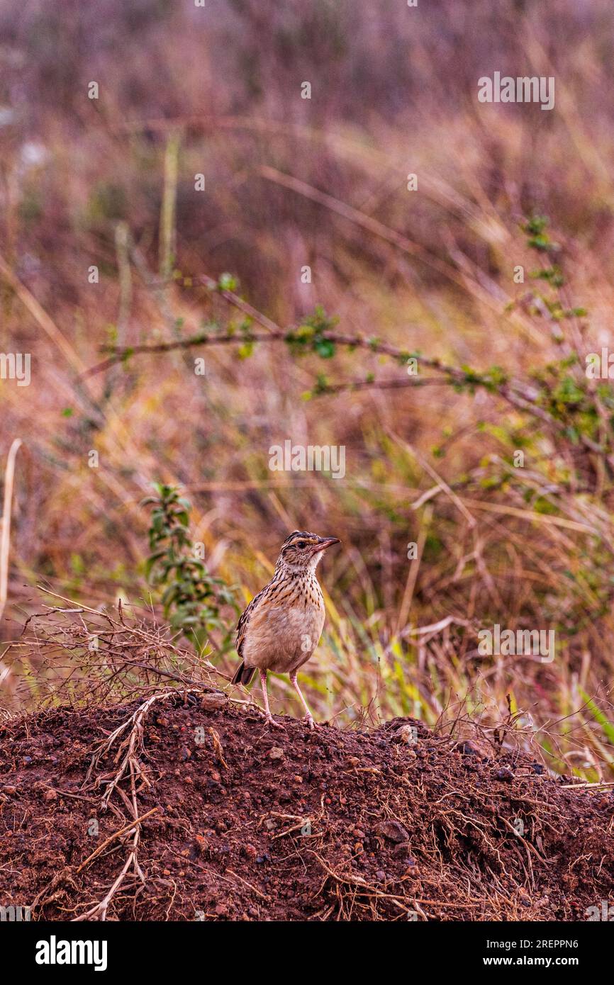 Il parco nazionale di Nairobi è un parco nazionale del Kenya istituito nel 1946 a circa 7 km a sud di Nairobi. È recintato su tre lati, mentre l'o Foto Stock