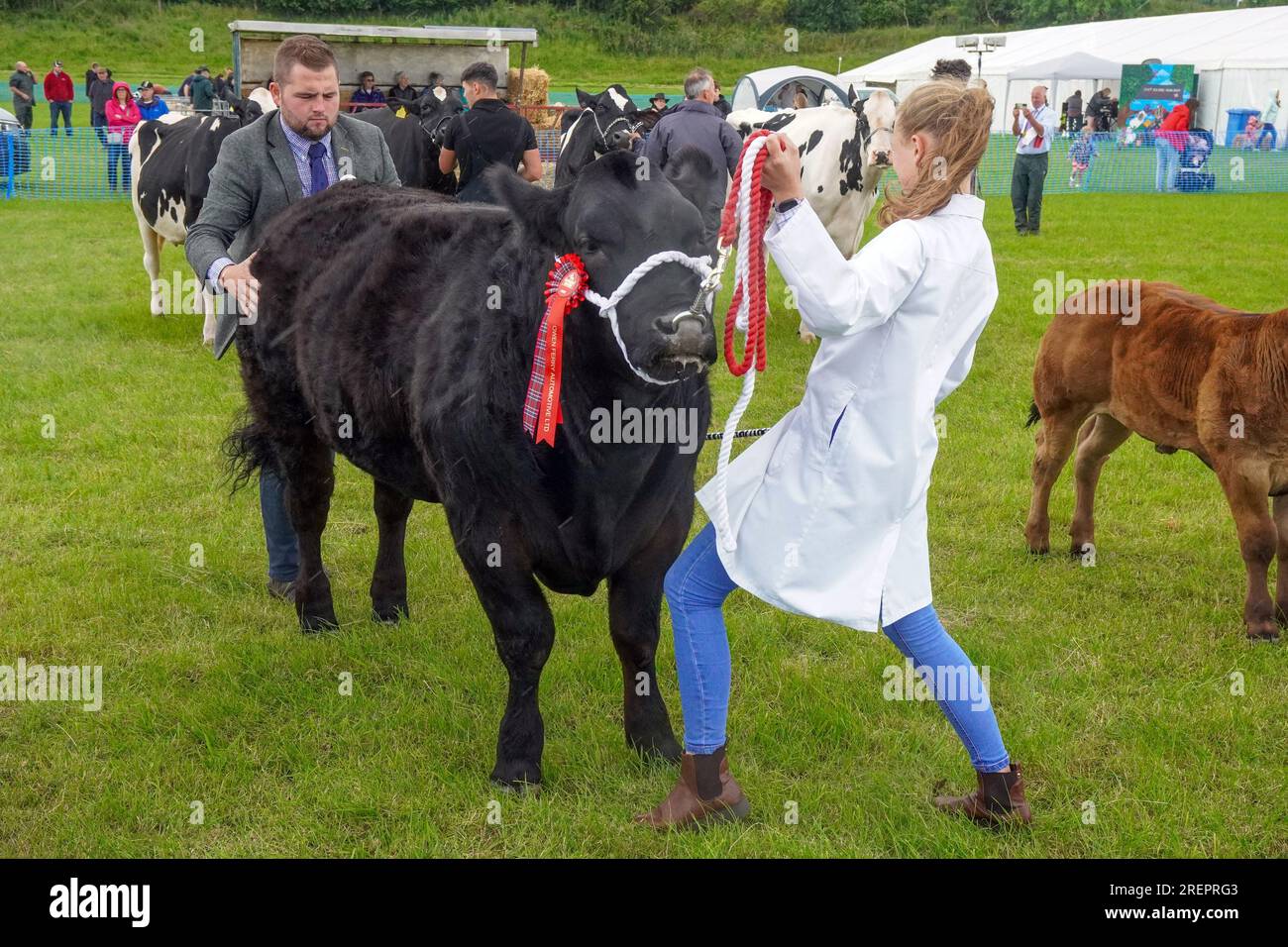 East Kilbride, Regno Unito. 29 luglio 2023. Diverse migliaia di persone si presentarono per l'annuale Farm Show, East Kilbride, vicino a Glasgow, Scozia, Regno Unito. Lo spettacolo comprendeva la valutazione del bestiame, mostre di macchinari agricoli d'epoca, dimostrazioni di tosatura delle pecore e corse di cavalli di Clydesdale. Crediti: Findlay/Alamy Live News Foto Stock