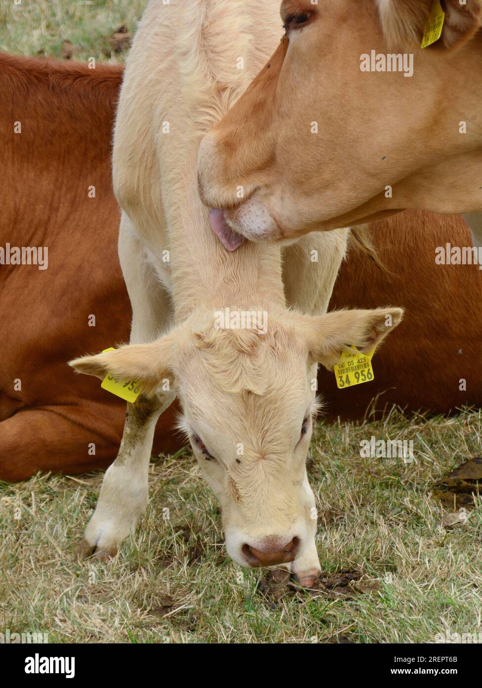 Madre di mucca e il suo vitello Foto Stock