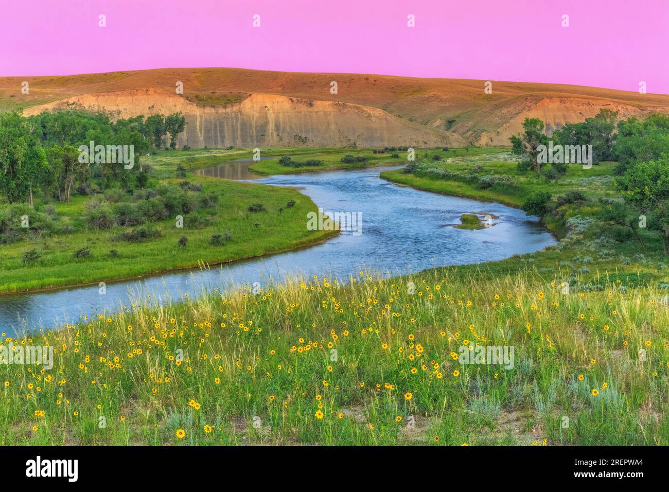 luce prima dell'alba sul fiume marias e fiori selvatici vicino a chester, montana Foto Stock