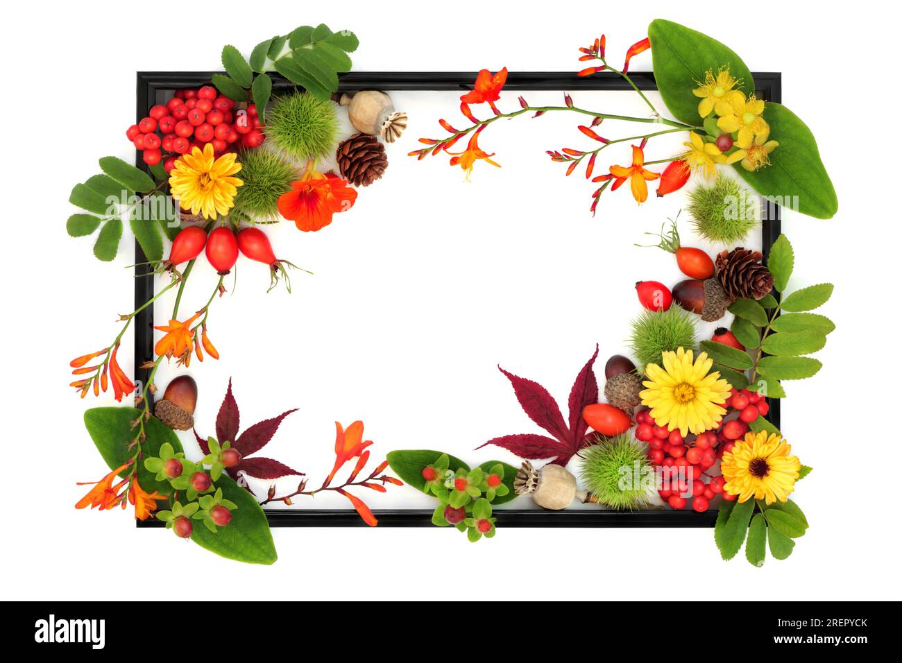 Sfondo autunno del giorno del Ringraziamento con fiori, frutti di bosco, noci con cornice nera su bianco. Concetto di natura floreale festosa. Foto Stock