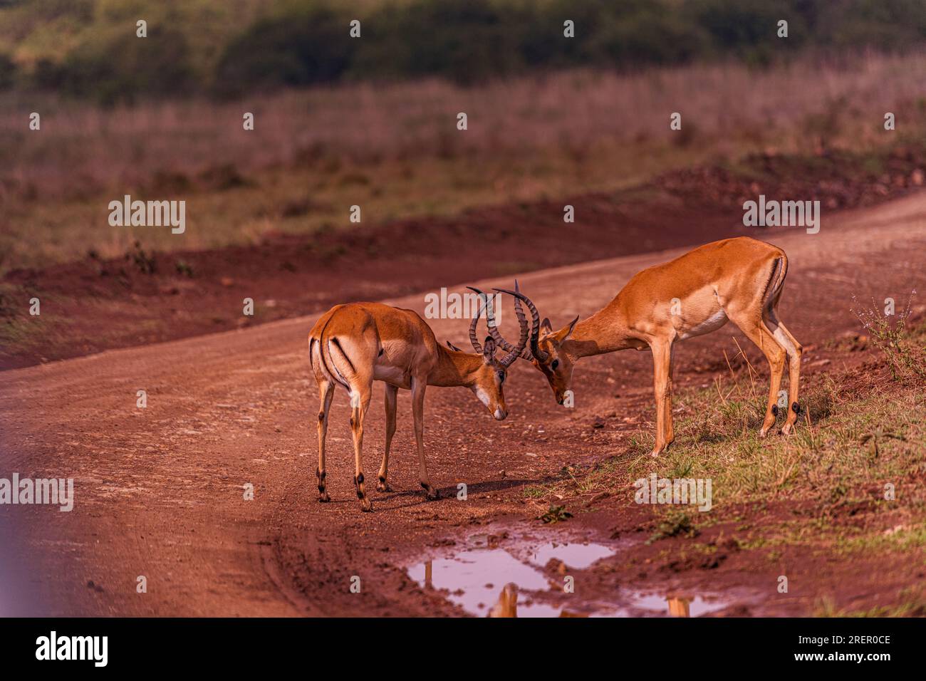 Il parco nazionale di Nairobi è un parco nazionale del Kenya istituito nel 1946 a circa 7 km a sud di Nairobi. È recintato su tre lati, mentre l'o Foto Stock