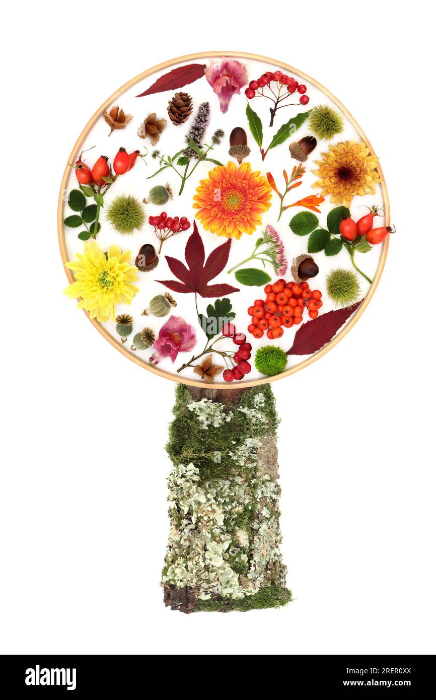 Surreale disegno ad albero Autunno-Inverno giorno del Ringraziamento su sfondo bianco. Composizione astratta con foglie, fiori, noci, frutti di bosco . Foto Stock