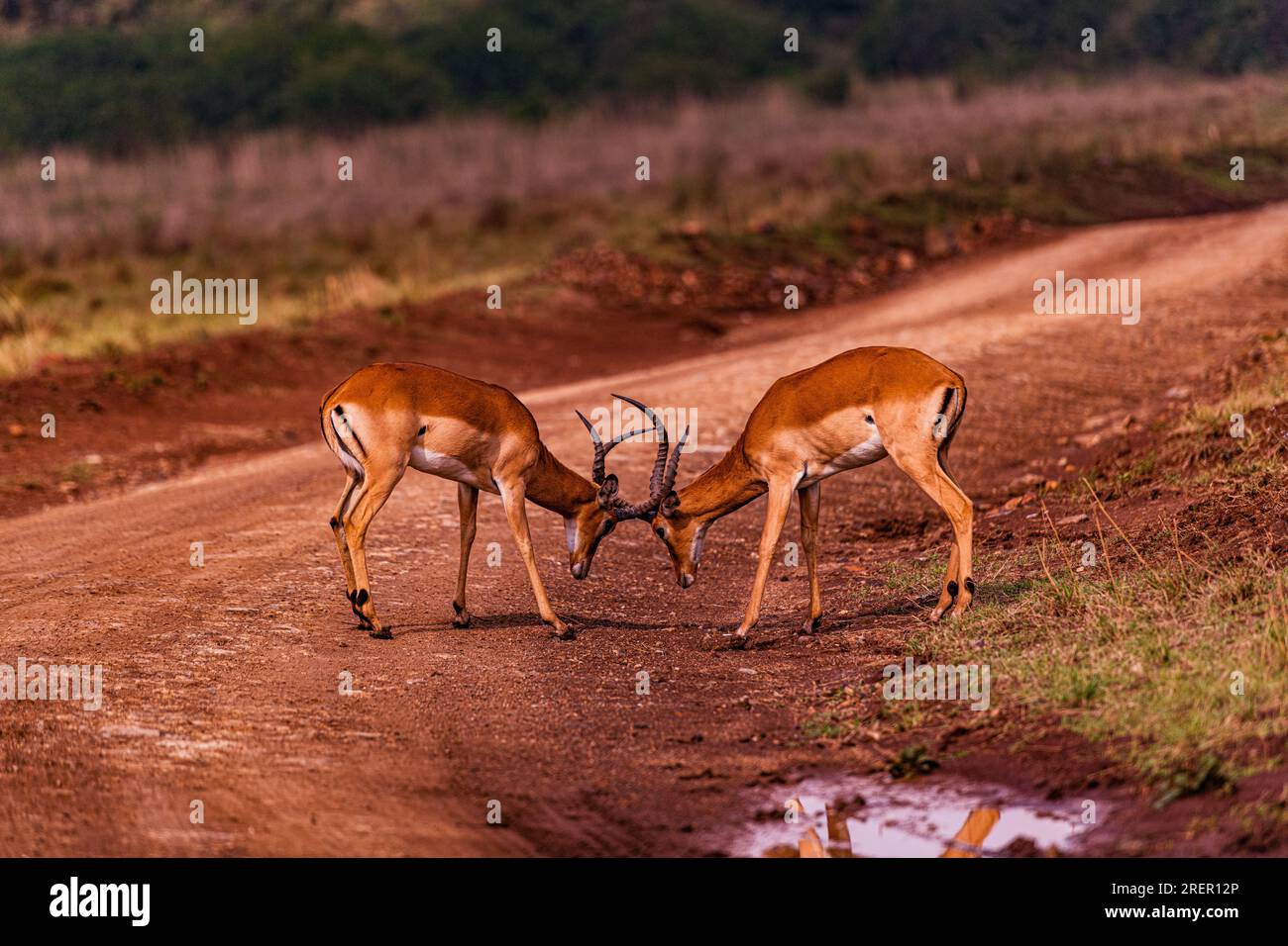 Il parco nazionale di Nairobi è un parco nazionale del Kenya istituito nel 1946 a circa 7 km a sud di Nairobi. È recintato su tre lati, mentre l'o Foto Stock