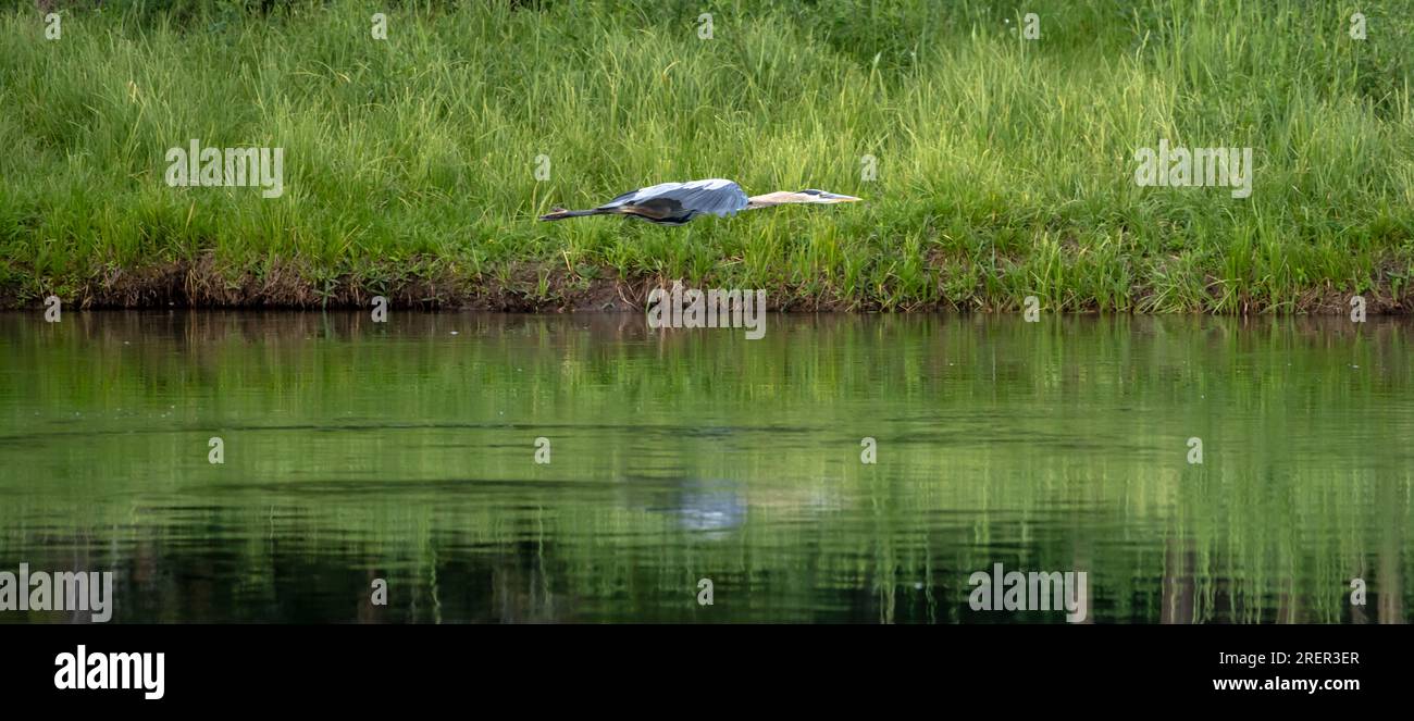 Blue Heron che scivola appena sopra l'acqua nel fiume Snake nel Parco Nazionale del Grand Teton Foto Stock