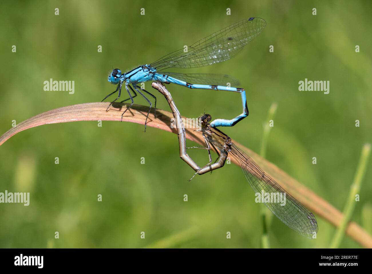 Comune Damselflies blu coniugata Foto Stock
