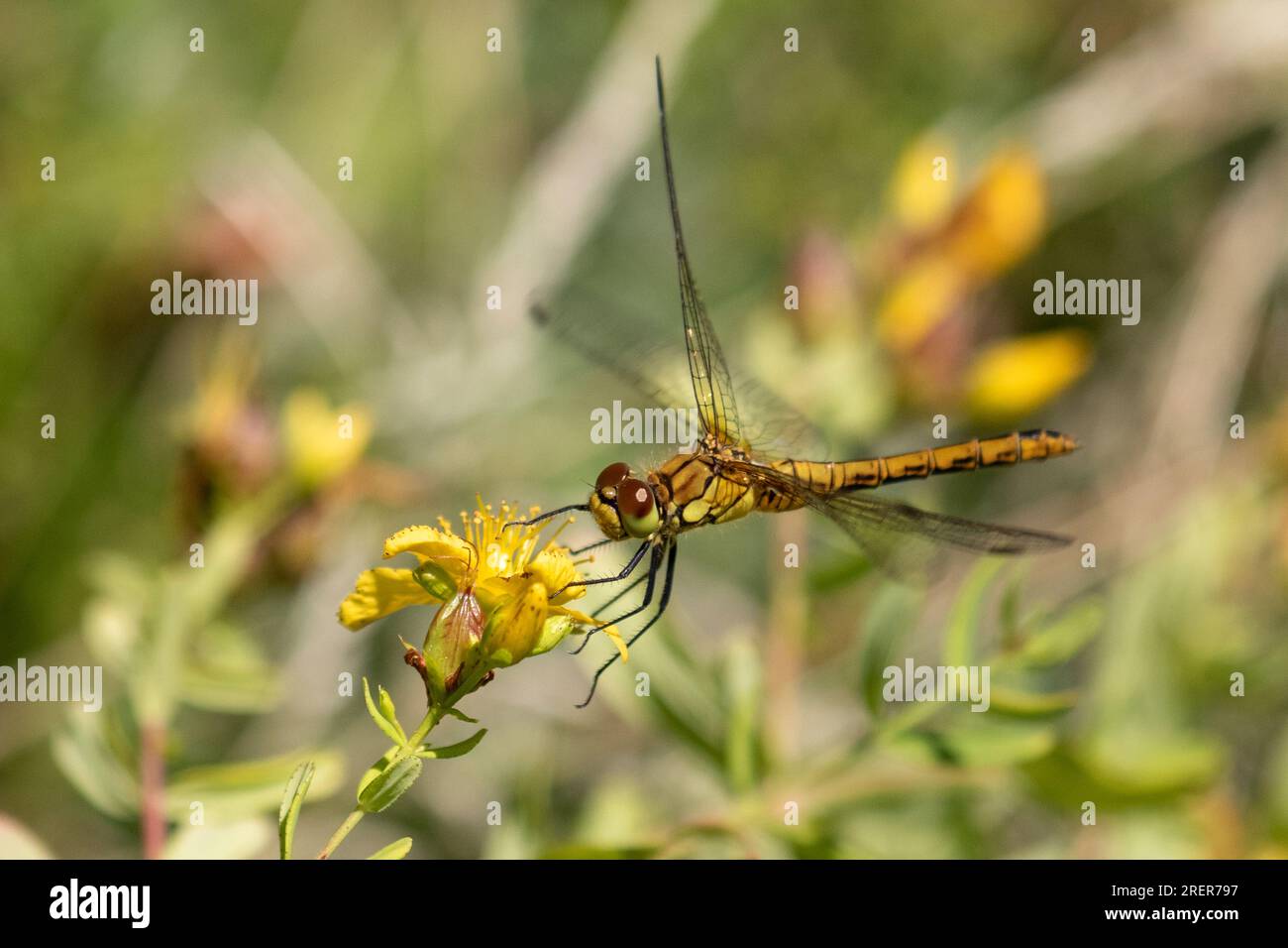 Common Darter Dragonfly (femmina) in volo Foto Stock