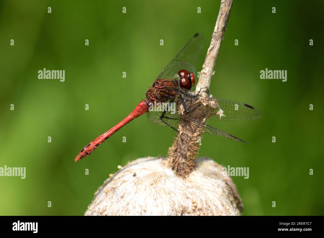 Darter Dragonfly Comune (Maschio) Foto Stock