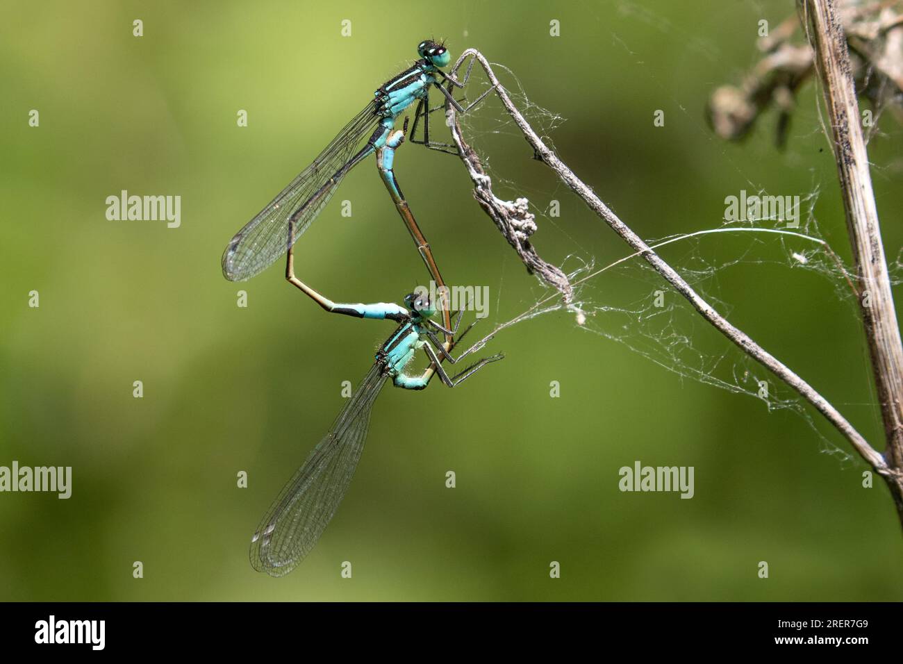 Comune Damselflies blu coniugata Foto Stock