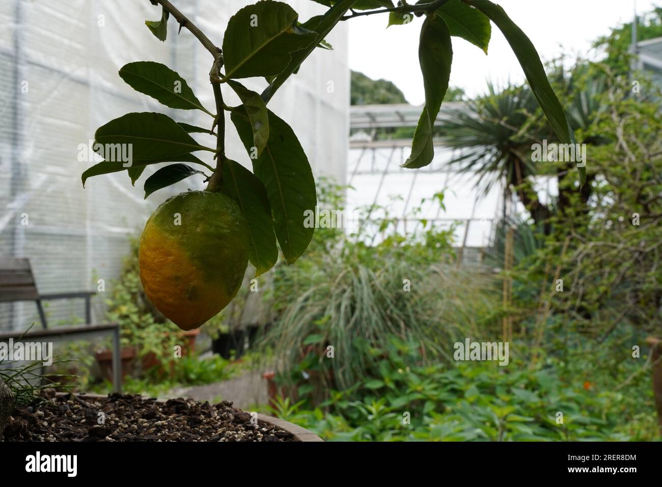 Citron fruit, in latino chiamato Citrus medica, coltivato all'aperto in un orto botanico a Basilea, in Svizzera. Foto Stock