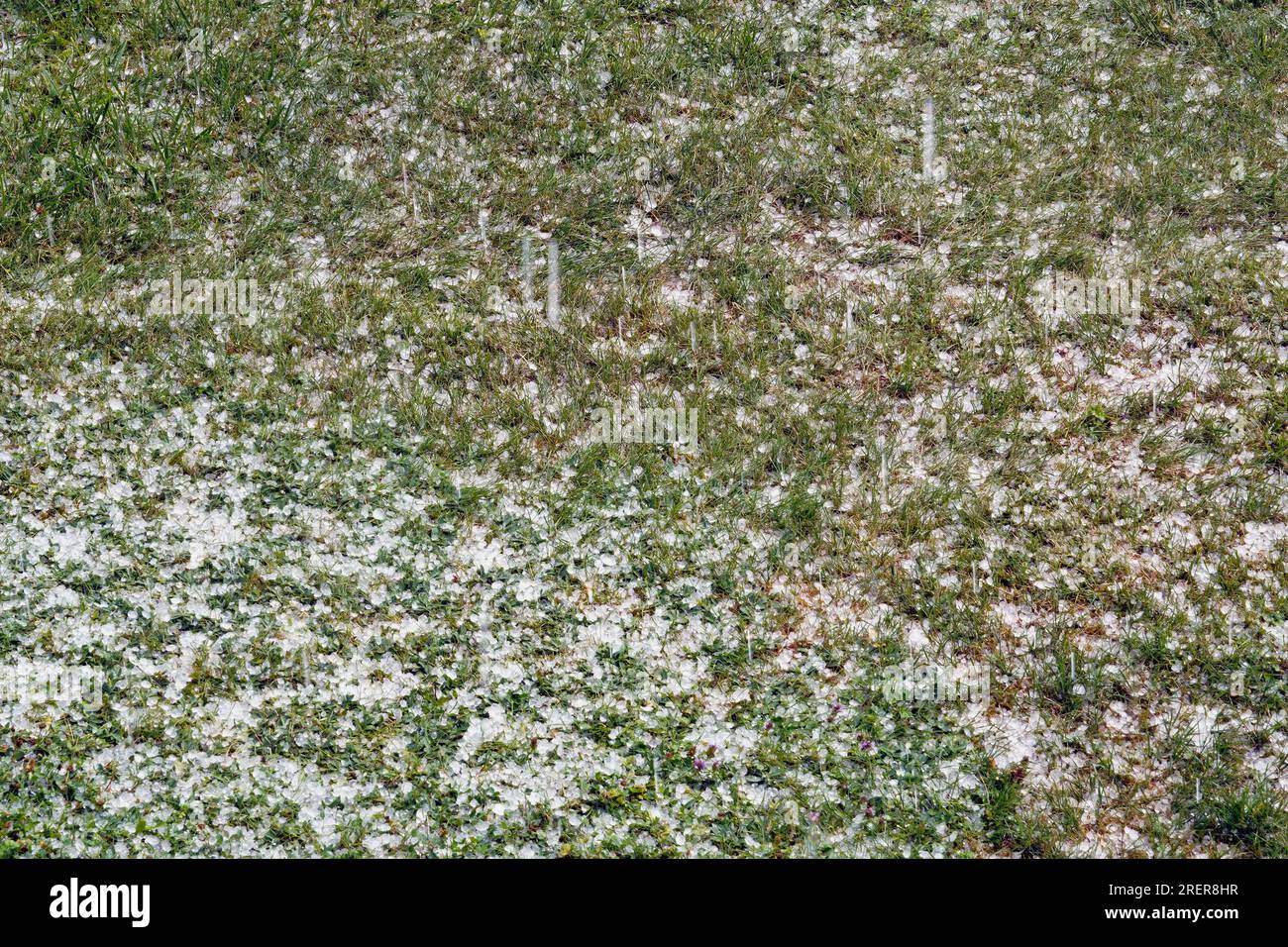 Pietre di grandine sparse su un prato a causa di una pesante tempesta di grandine estiva. Foto Stock